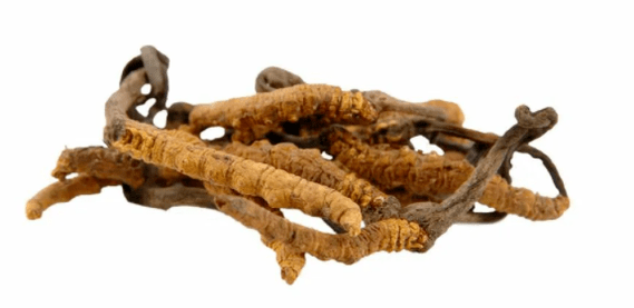 huba cordyceps v Gluconol